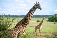 Giraffes Stand in a Field in Nairobi National Park. Original public domain image from Flickr