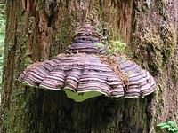 Polypore shelf mushroom  Bogicheal Trail. Original public domain image from Flickr