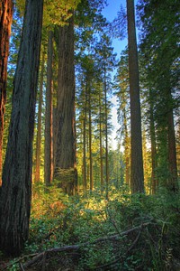 The Headwaters Forest Reserve is 7,472 acres of public land located 6 miles southeast of Eureka, CA. The reserve is set aside to protect and preserve the ecological and wildlife values in the area, particularly the stands of old-growth redwood that provide habitat for the threatened marbled murrelet, and the stream systems that provide habitat for threatened coho salmon.