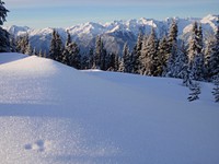 Snow Hurricane ridge sparkle winter. Original public domain image from Flickr