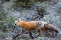 Red fox, Blacktail Deer Plateau. Original public domain image from Flickr