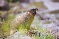 Yellow-bellied marmot, Slough Creek. Original public domain image from Flickr