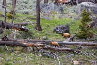 Yearling black bears (cinnamon), Slough Creek