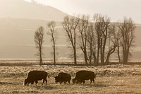 Sunrise & bison, Lamar Valley. Original public domain image from Flickr