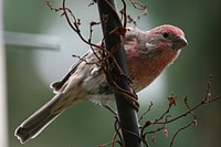 House finch