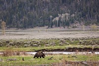 Grizzly, Lamar Valley