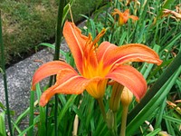 Orange Lily Flower.