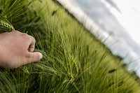 Man in barley field. Free public domain CC0 photo.