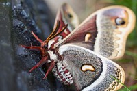 Cecropia moth, Mammoth Hot Springs. Original public domain image from Flickr