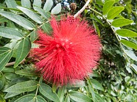 Fuzzy Red Flower on Green Plant.