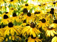 Group of Small Yellow Sunflowers.