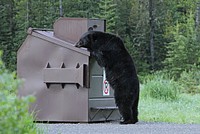 Black bear sniffing dumpster near Ice Box Canyon, Yellowstone park, USA. Original public domain image from Flickr