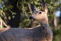 Mule Deer, Slough Creek