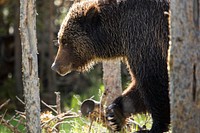 Grizzly near Swan Lake. Original public domain image from Flickr
