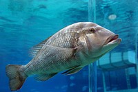 The giant grouper (Epinephelus lanceolatus), also known as the brindlebass, brown spotted cod, or bumblebee grouper, and as the Queensland grouper in Australia, is the largest bony fish found in coral reefs, and the aquatic emblem of Queensland. It is found from near the surface to depths of 100 m (330 ft) at reefs throughout the Indo-Pacific regio.. Original public domain image from Flickr