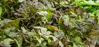 Organic leafy greens are for sale by the Bigg Riggs Farm at Old Town Farmers' Market, in Alexandria, VA, on Saturday, Jun. 27, 2015.