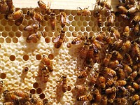 The caped comb shows that the queen bee has laid eggs in the hives. Original public domain image from Flickr