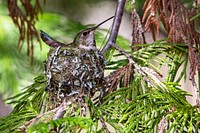 Rufous Hummingbird Female on Nest. Original public domain image from <a href="https://www.flickr.com/photos/glaciernps/19184122070/" target="_blank" rel="noopener noreferrer nofollow">Flickr</a>