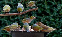 Waxeyes at the feeder.The silvereye – also known as the wax-eye, or sometimes white eye – is a small and friendly olive green forest bird with white rings around its eyes. Original public domain image from Flickr