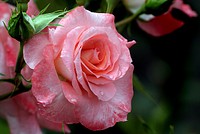 Trusses of soft salmon pink festoon this tall growing shrub rose. The buds opening are perfect for posy's and the vase. healthy with mid green foliage compliments this rose well. Original public domain image from Flickr