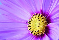 Purple cosmos background, macro shot. Free public domain CC0 photo.