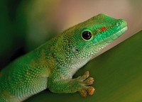 Madagascan Day Gecko. Giant day geckos are widely distributed in northern Madagascar, including some of the offshore islets. Because giant day geckos are followers of civilization, they are found in gardens, huts and tree plantations in this area. This is the tropical rain forest region which is characterized by hot and humid weather. Original public domain image from Flickr