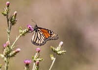 Monarch Butterfly. Original public domain image from Flickr