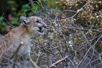 P-42 is a young female captured near Malibu Creek State Park in July of 2015. She is a previously unknown mountain lion who biologists believe had only recently dispersed from her mother.Credit: National Park Service. Original public domain image from Flickr