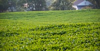 Hill and Dale Farm is allowing Patriot Farmers of America (PFA) training site is located in the central portion of the farm in Berryville, VA, on Tuesday, July.7, 2015.