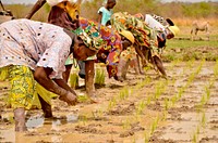 Rice fields in Gambia, West Africa, May 9, 2014.