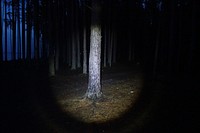 Scary dark forest background. Free public domain CC0 photo.