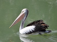 Pelican. Menindee, New South Wales