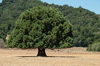 Drought stricken grassland in the 6,255 acre East Bay Regional Park District’s Briones Regional Park in Contra Costa County, CA on Friday, July 24, 2015.