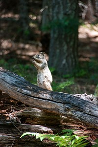 Barbershop Trail No. 91.Arizona tree squirrel.Original public domain image from Flickr