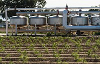 Tomato plants thrive from water filtered through a sand media filtration tank system and along underground drip irrigation tubes 10 inches below the surface providing water to the plants, in Woodland, CA on Wednesday, Apr. 15, 2015.
