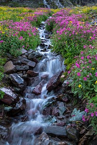 Wildflowers Below Clements Mountain Portrait. Original public domain image from Flickr