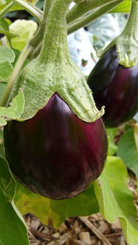 Eggplant. Original public domain image from Flickr