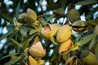 Almond fruits on the tree. Original public domain image from Flickr