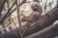 Free squirrel in autumn image, public domain animal CC0 photo.