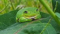 Tree Frog Time Out. Tree frogs are usually pretty happy looking, but this one just wasn't feeling it. Original public domain image from Flickr