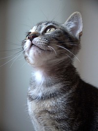 Cat looking up. Original public domain image from Flickr