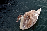 Free duck floating on water image, public domain animal CC0 photo.