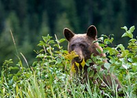 BB- Mama Bear. Original public domain image from Flickr