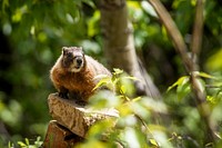 Marmot- Portrait. Original public domain image from Flickr