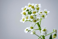 White flower background. Free public domain CC0 photo.