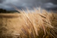 Crop field.