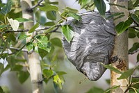 Wasp nest. Original public domain image from Flickr