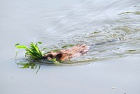 Muskrat Ready for Lunch!This muskrat at Port Louisa National Wildlife Refuge in Iowa is ready for lunch! Vegetation makes up the majority of a muskrat’s diet. Bulrush and cattail are a couple favorites.Photo by Jessica Bolser/USFWS. Original public domain image from Flickr