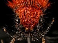 Cow Killer &mdash; This close up of a Velvet Ant (which isn't really an ant, but a wasp) is feared by many due to the "Cow Killer" name. Even though these wasps don't actually kill cows, the sting is definitely one to be feared because it's very painful! Fortunately these wasps are not aggressive and will most likely try to avoid you, but that doesn't mean you want to handle one or step on it barefoot. Original public domain image from Flickr
