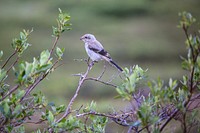 Northern Shrike Juvenile - Lanius excubitorNPS / Jacob W. Frank. Original public domain image from Flickr